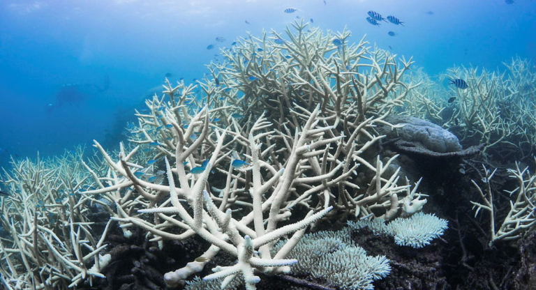 84% of world’s reefs bleached in disastrous news for the sea