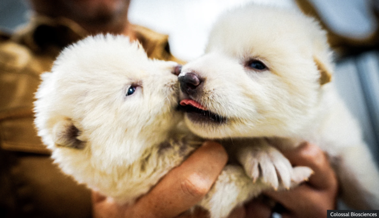 How Dire Wolf Technology is Saving the Rarest Wolves on Earth