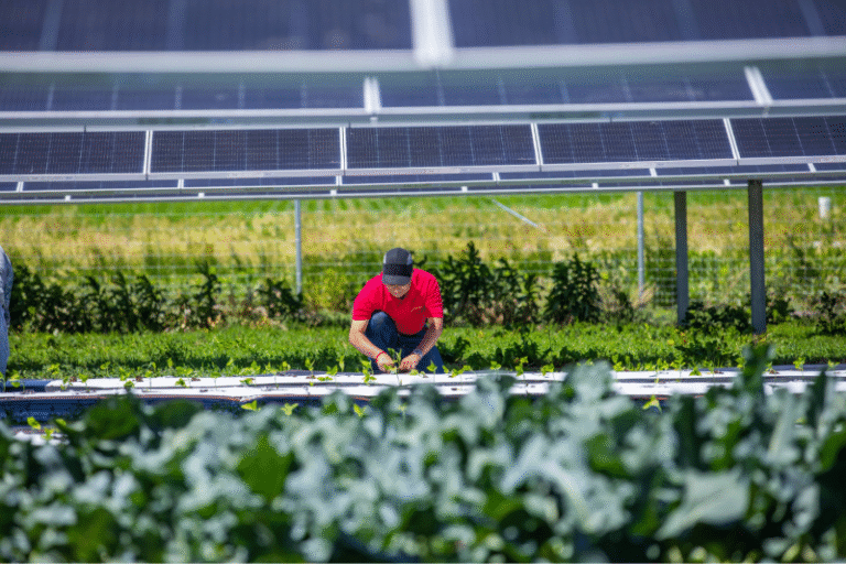 A guide to solar farms on a farm