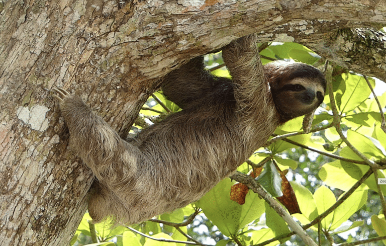 Costa Rica in Central America has blood on its wires