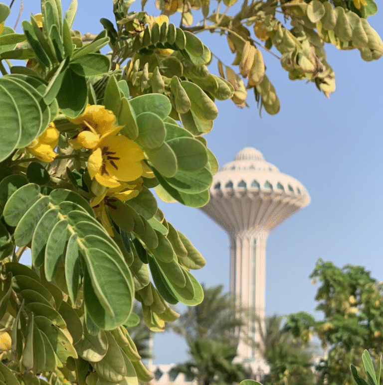 Coffee compounds show promise for regulating diabetes