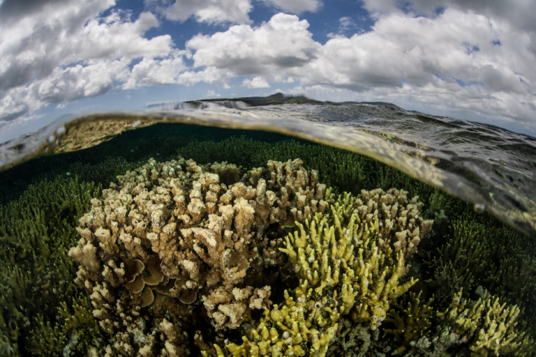 The life of a coral gives clues to the origins of our heartbeat