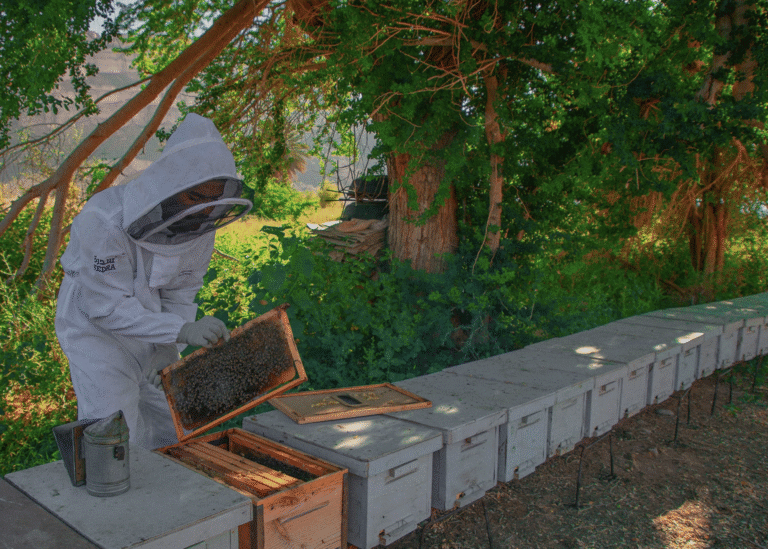 The Lote Tree of the Utmost Boundary, explained