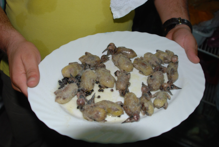 Nearly the half the world’s migratory species are declining, in new UN report for COP15