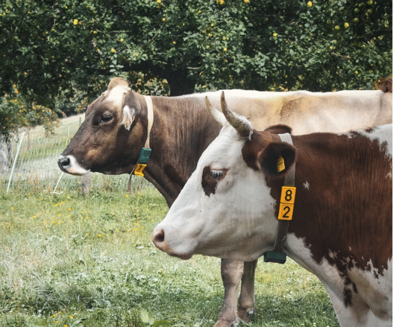 From Pasture to ROI: Implementing Autonomous Systems in Livestock and Pasture Management